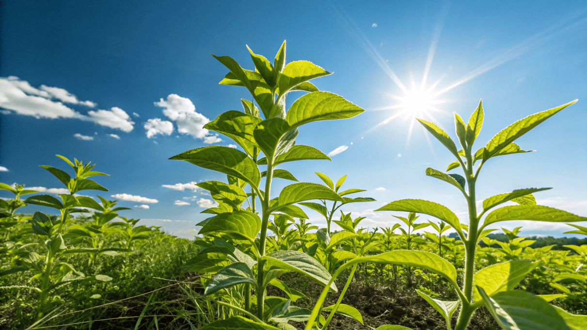 太陽の光を浴びて光合成する植物