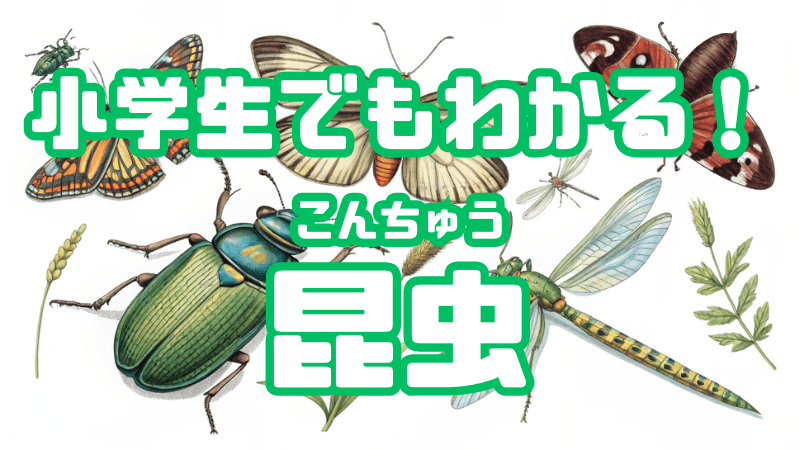 小学生でもわかる！ 「昆虫」