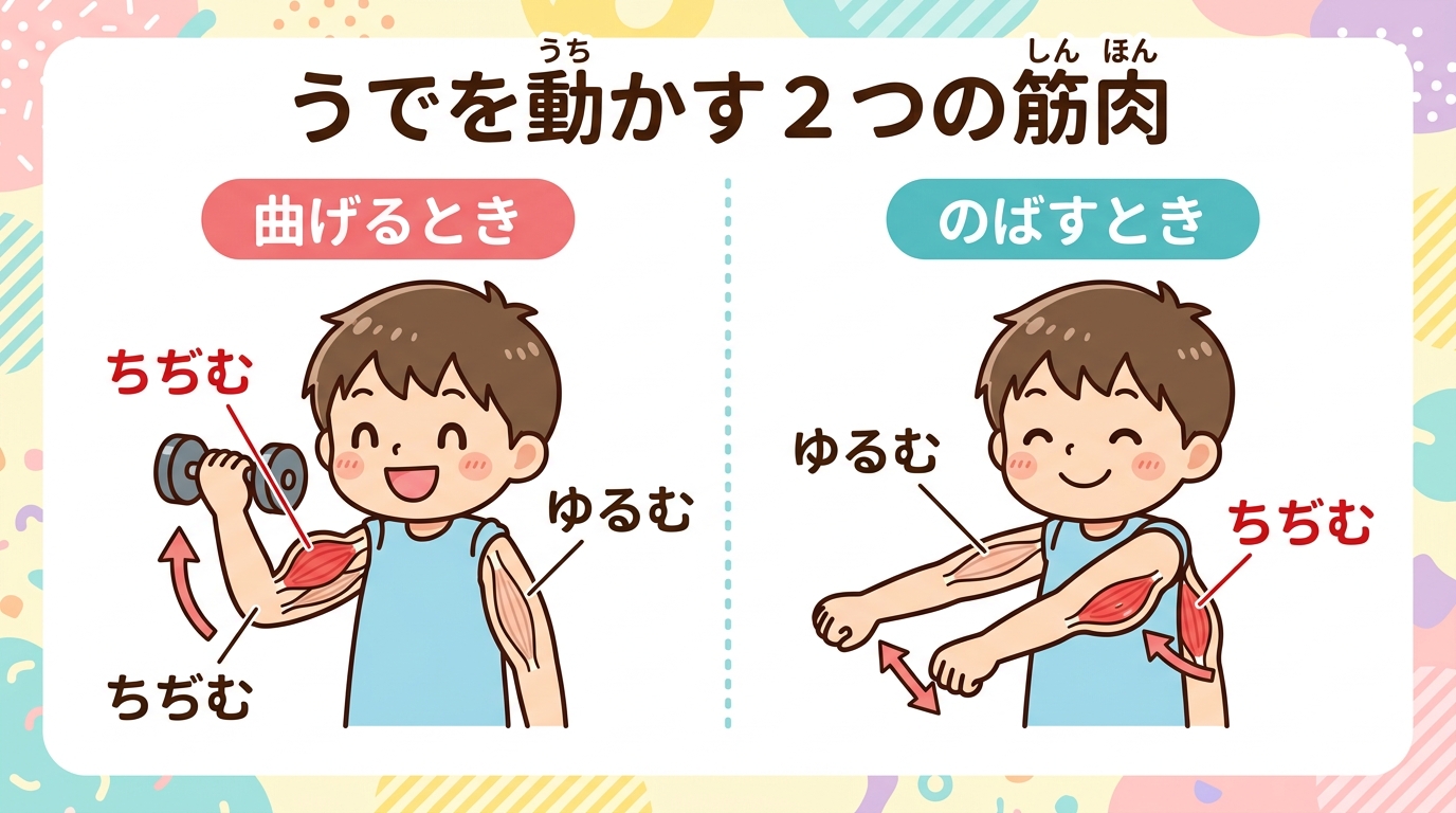 うでを曲げ伸ばしするときの筋肉のペア（引っ張り合い）のしくみ