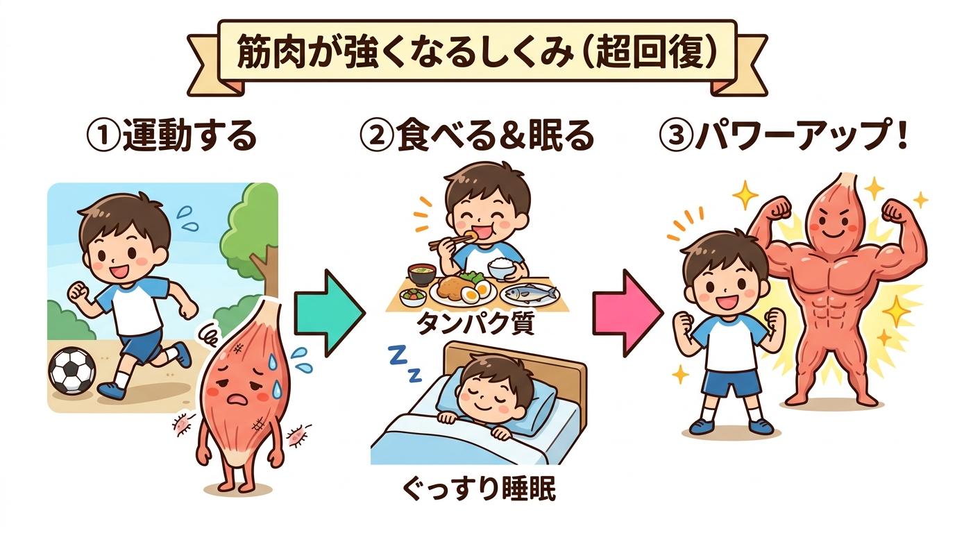 運動・栄養・睡眠で筋肉がパワーアップする「超回復」のサイクル