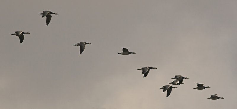 大空を美しい隊列を組んで飛ぶ渡り鳥の群れ