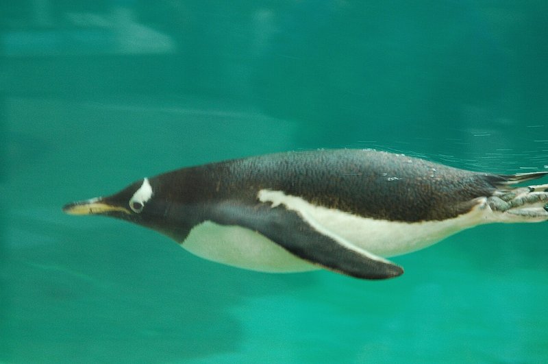 海中をまるで大空のように猛スピードで泳ぐペンギン。硬い翼（フリッパー）で力強く水をかき分けます