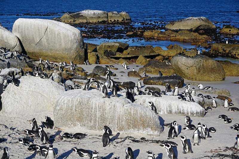 南アフリカの暖かい砂浜（ボルダーズビーチ）でのんびり暮らすケープペンギン。雪や氷のないビーチでも元気に過ごしています